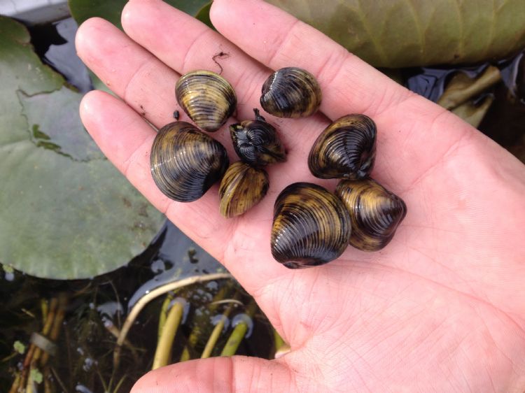 Korfmosselen eten het water helder