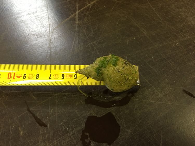 Reuzengroei door zwemmersjeuk parasiet Reuzengroei door zwemmersjeuk parasiet