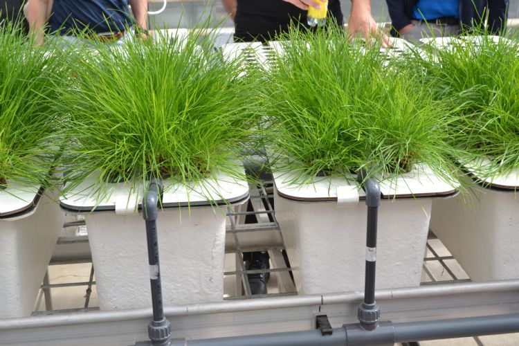 Een proef met stikstofreductie. Een proef met stikstofreductie.