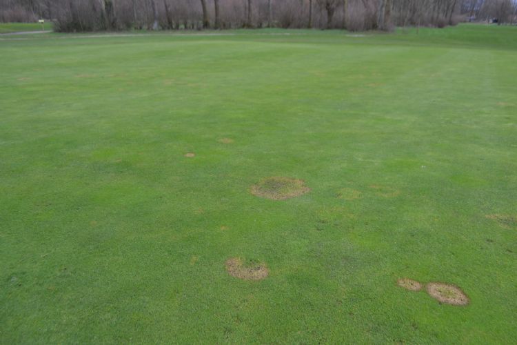 De green van hole 1 kampt nog steeds met schimmels. De green van hole 1 kampt nog steeds met schimmels.