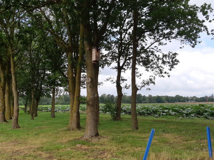 Net voor de foto verliet een spreeuw deze kast. Net voor de foto verliet een spreeuw deze kast.