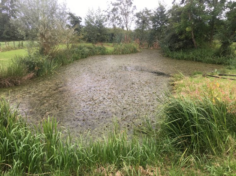 Een vijver met te veel waterplanten.