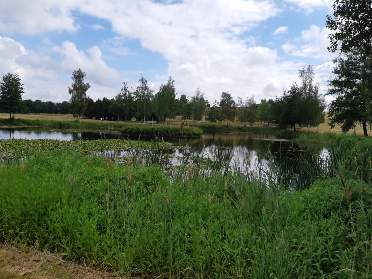 Golfbanen lenen zich uitstekend om biodiversiteit te bevorderen.