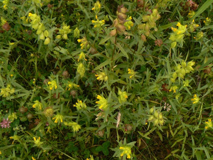 Van de ratelaar komen in ons land die variëteiten voor: de grote, de kleine en de harige ratelaar. Op foto de grote ratelaar (<i>Rhinanthus angustifolius</i>).