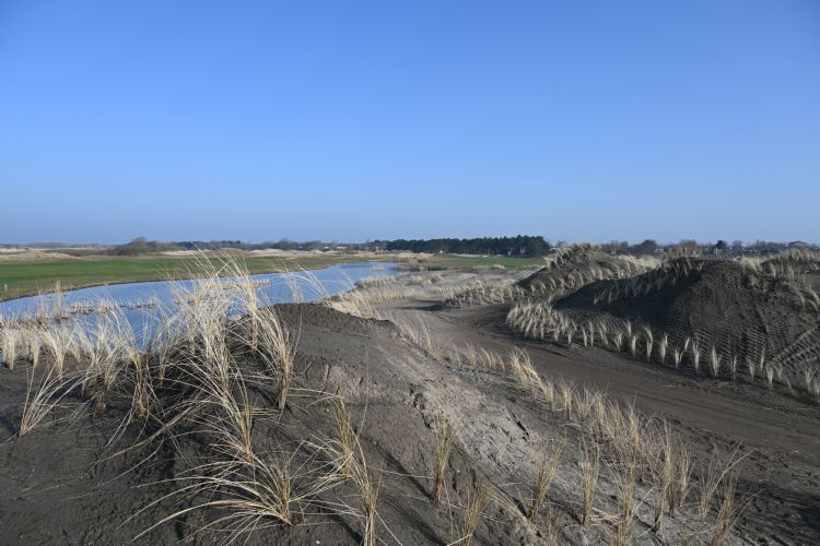 Duinlandschap met vers aangeplante helmplanten