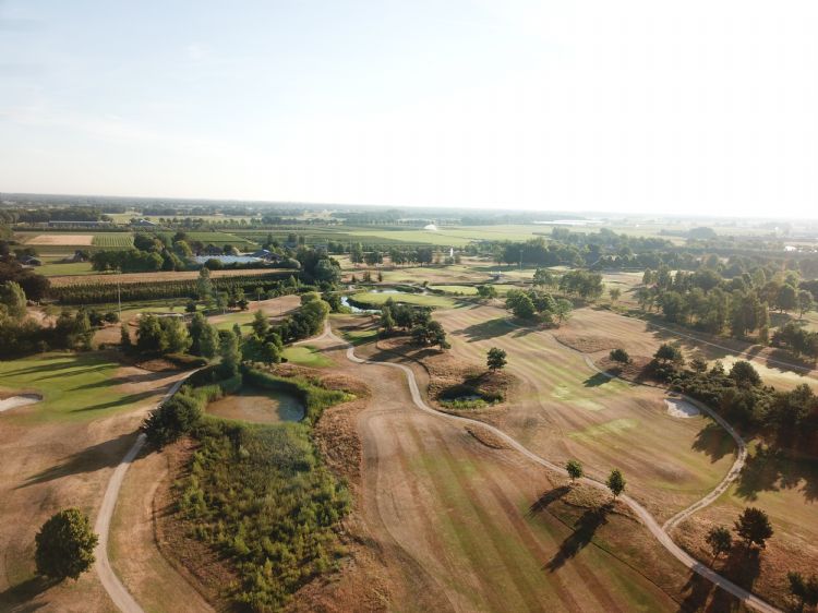 Verkleuring door droogte op Princenbosch (foto: Gijs van Berkel)