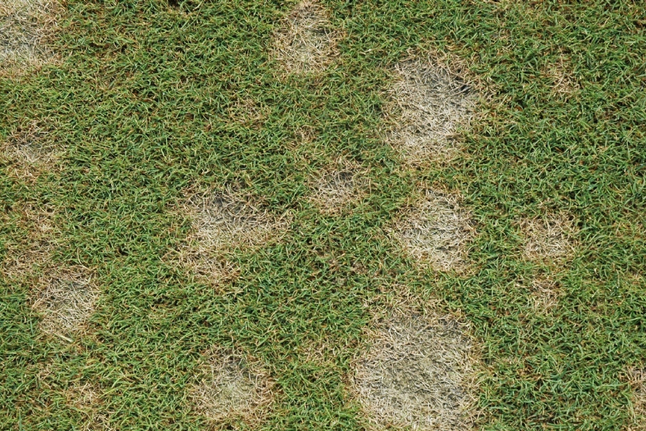 Dollarspot