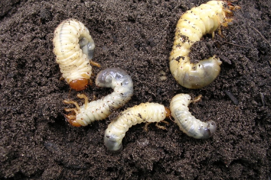 Engerlingen meikever (foto Henk Vlug)