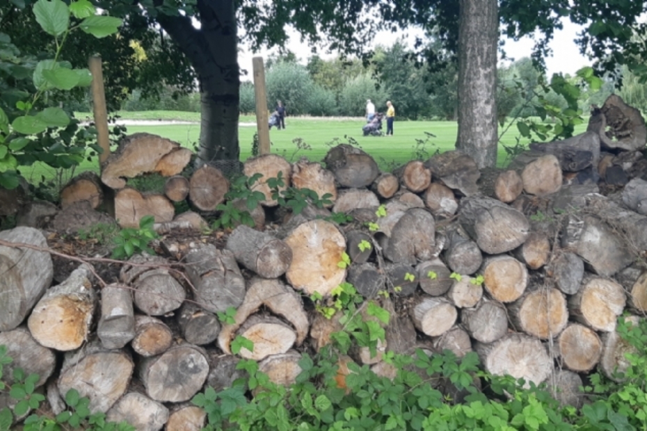 De QTRA-methode beoordeelt het risico dat bomen vormen
